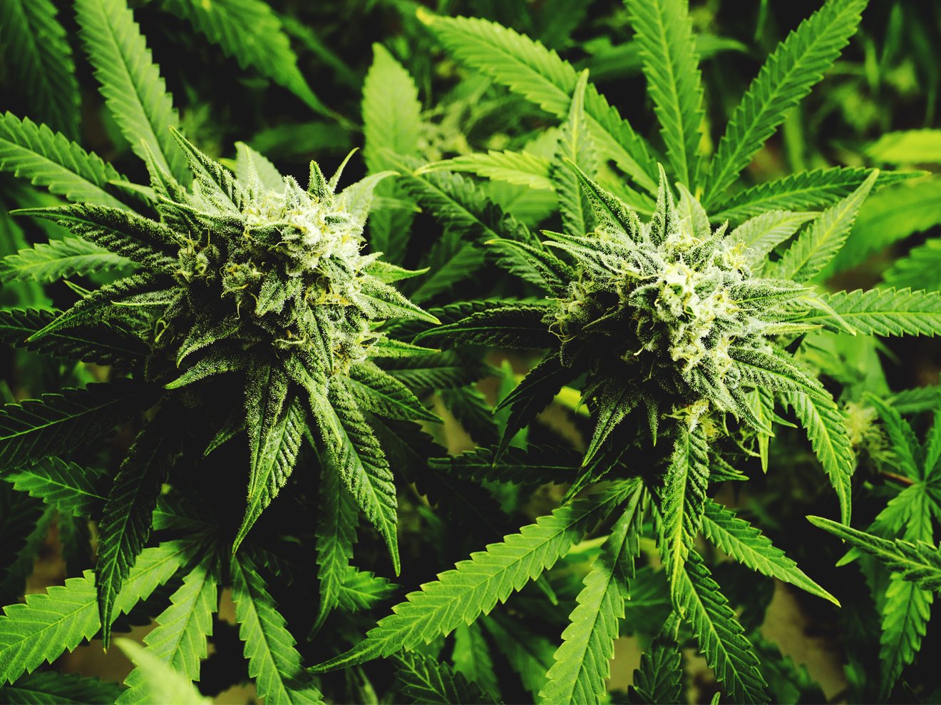 arzneipflanze-des-jahres-cannabis.jpg
